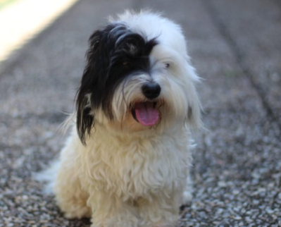 Why “Clean” Doesn’t Stay Clean: The Truth About Kennel Odor