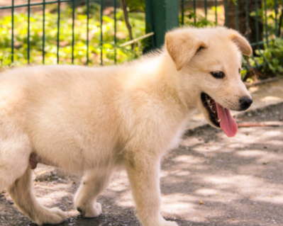 Why It Smells Fine After Kennel Cleaning… Then Comes Back